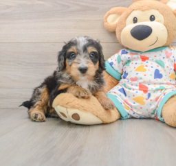 8 week old Mini Bernedoodle Puppy For Sale - Premier Pups