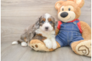 Fluffy Mini Bernedoodle Poodle Mix Pup