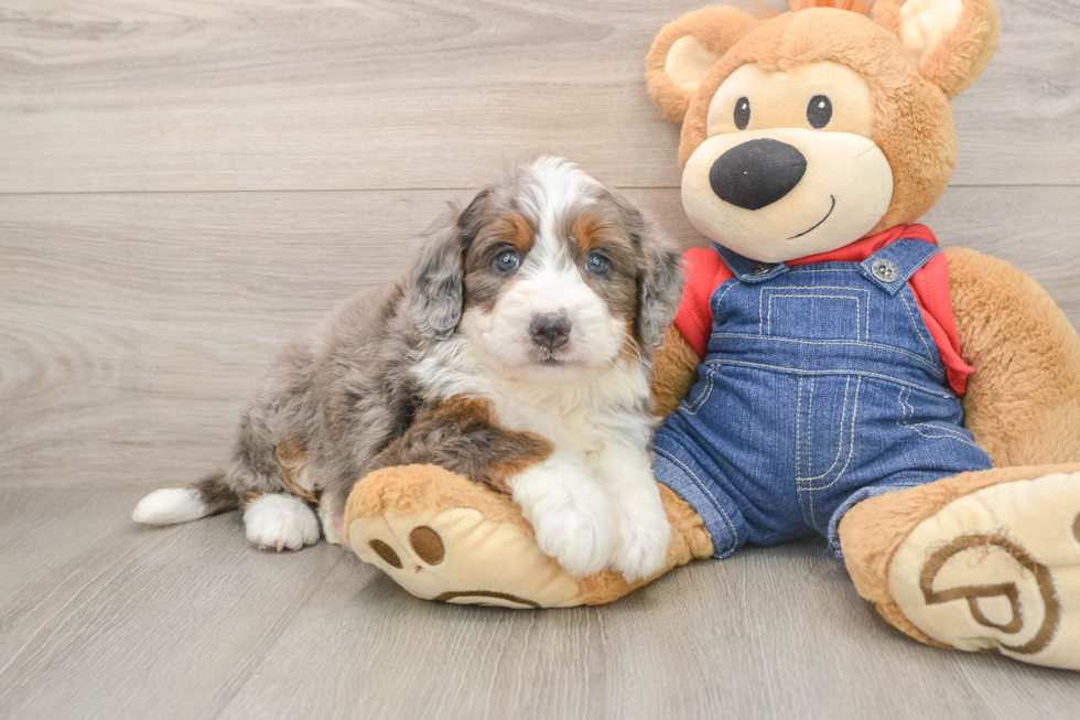 Fluffy Mini Bernedoodle Poodle Mix Pup