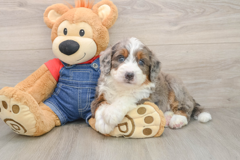 Petite Mini Bernedoodle Poodle Mix Pup