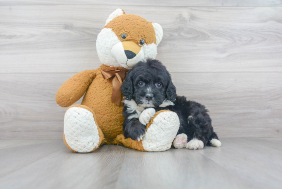 Best Mini Bernedoodle Baby