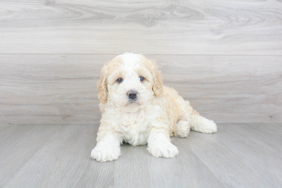 Best Mini Bernedoodle Baby