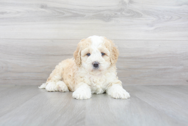 Energetic Bernadoodle Poodle Mix Puppy