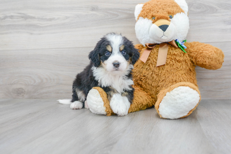 Friendly Mini Bernedoodle Baby