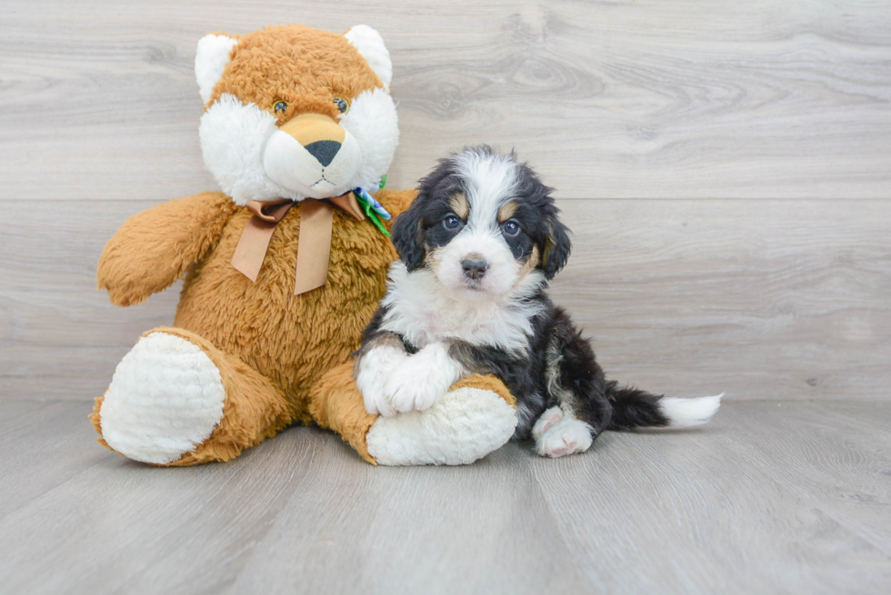 Popular Mini Bernedoodle Poodle Mix Pup