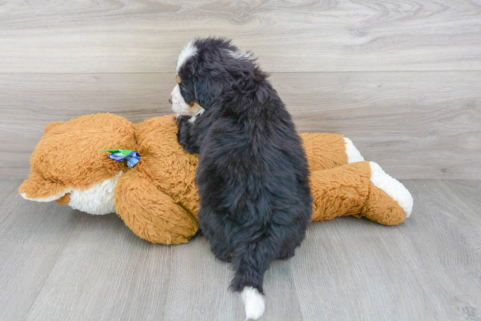 Smart Mini Bernedoodle Poodle Mix Pup