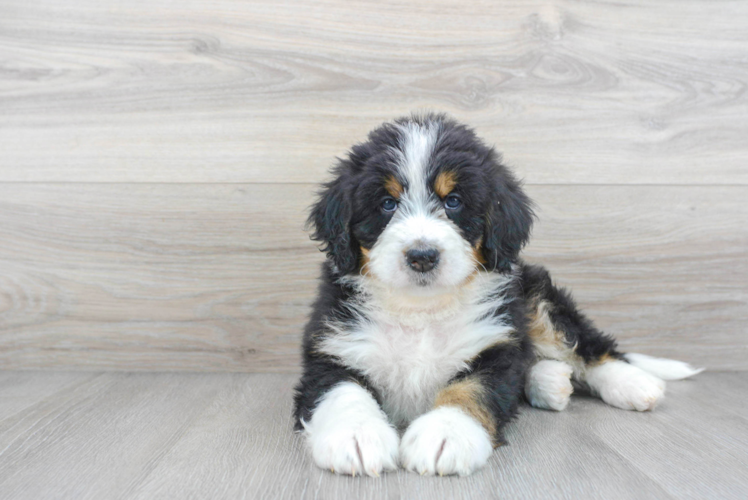 Happy Mini Bernedoodle Baby