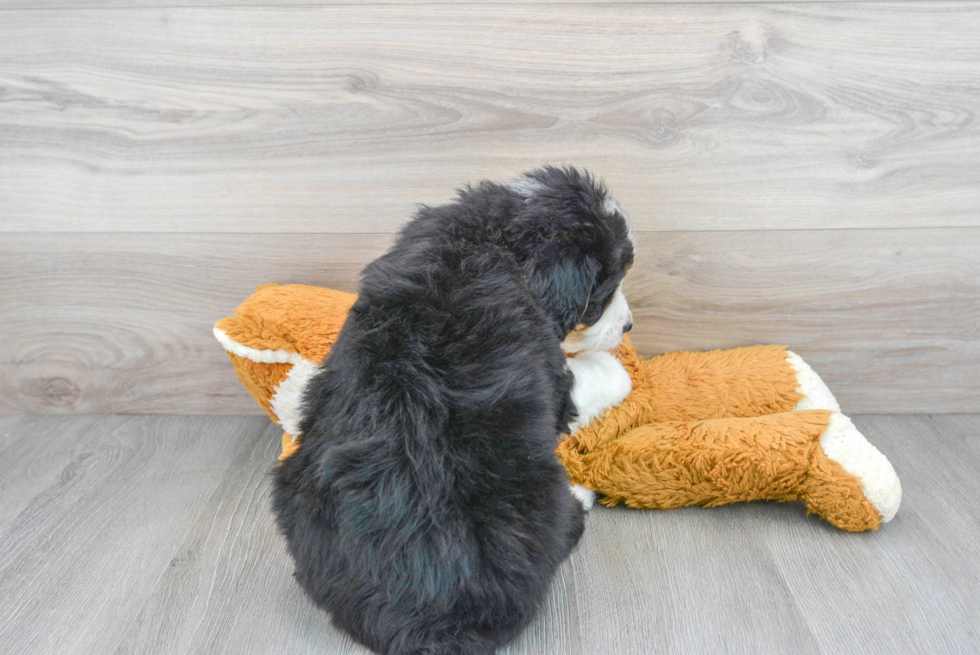 Best Mini Bernedoodle Baby