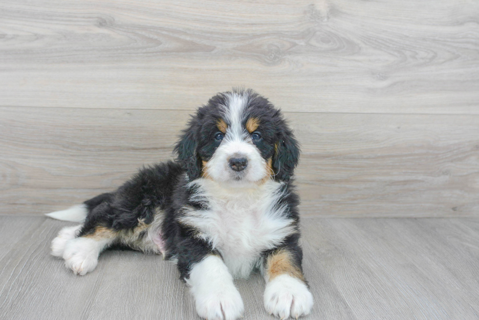 Smart Mini Bernedoodle Poodle Mix Pup