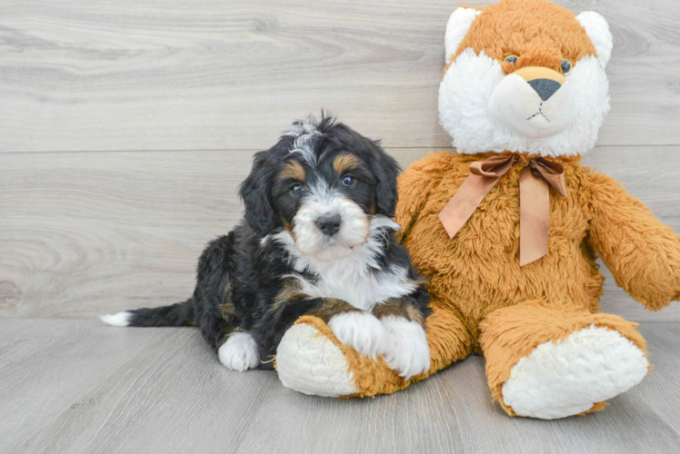 Hypoallergenic Bernadoodle Poodle Mix Puppy