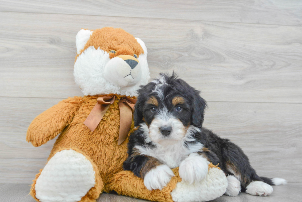 Best Mini Bernedoodle Baby