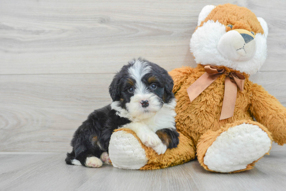 Mini Bernedoodle Pup Being Cute