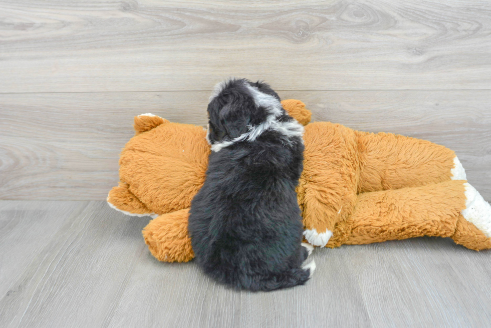 Mini Bernedoodle Puppy for Adoption