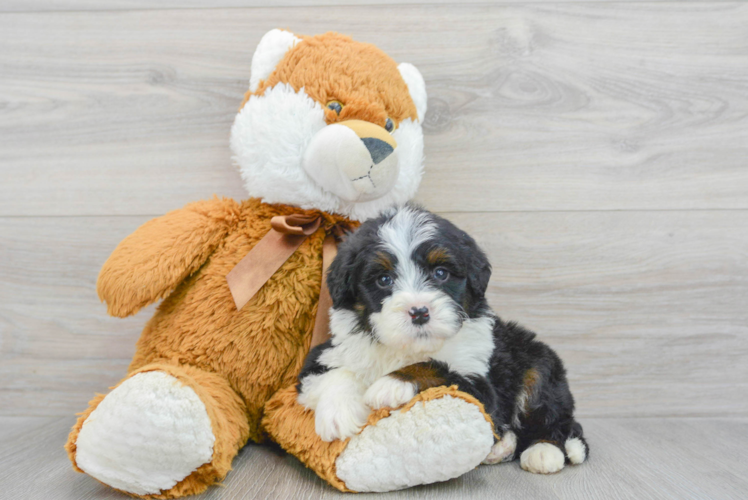 Best Mini Bernedoodle Baby