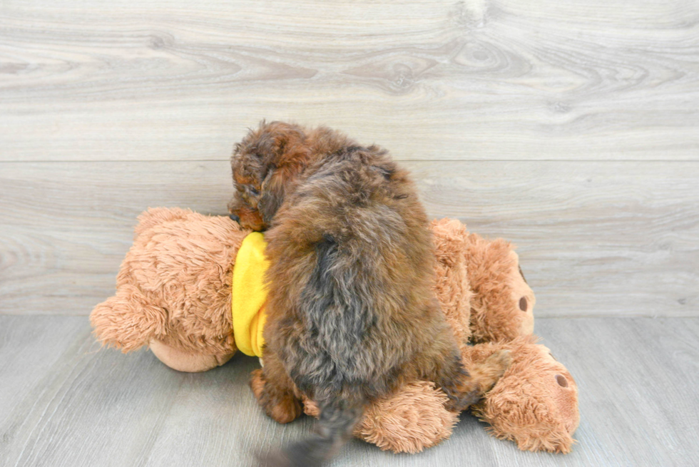 Popular Mini Bernedoodle Poodle Mix Pup