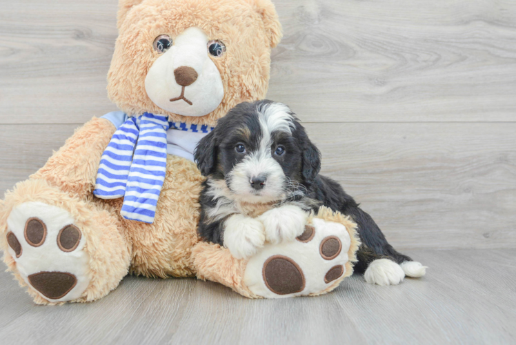 Best Mini Bernedoodle Baby