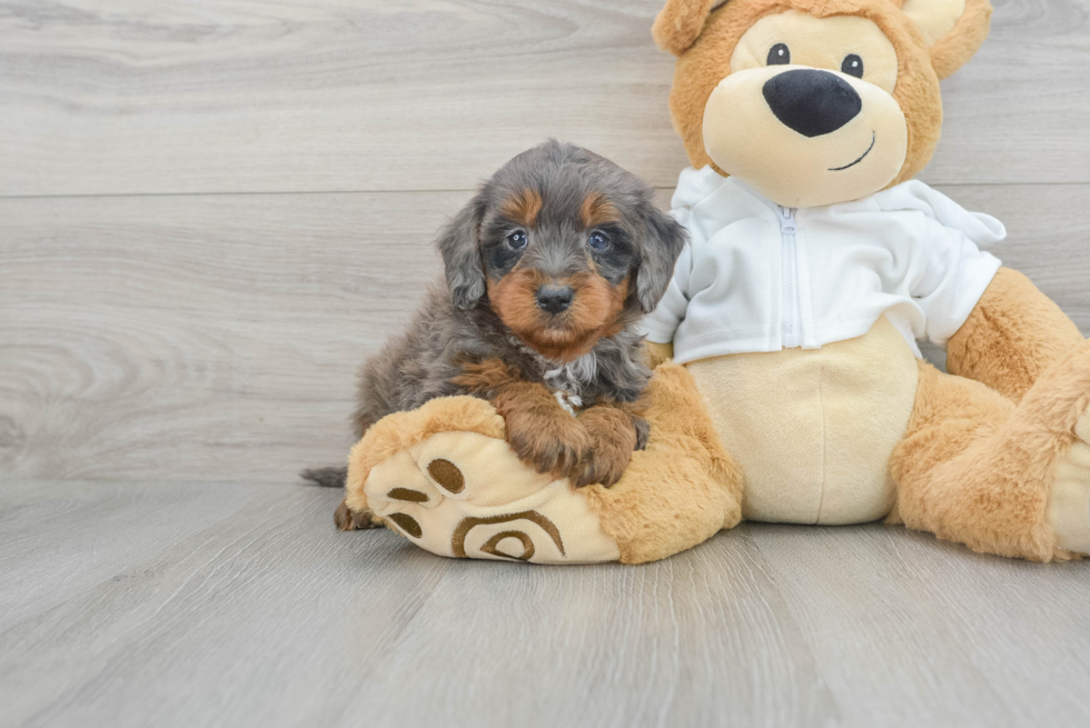 Mini Bernedoodle Pup Being Cute