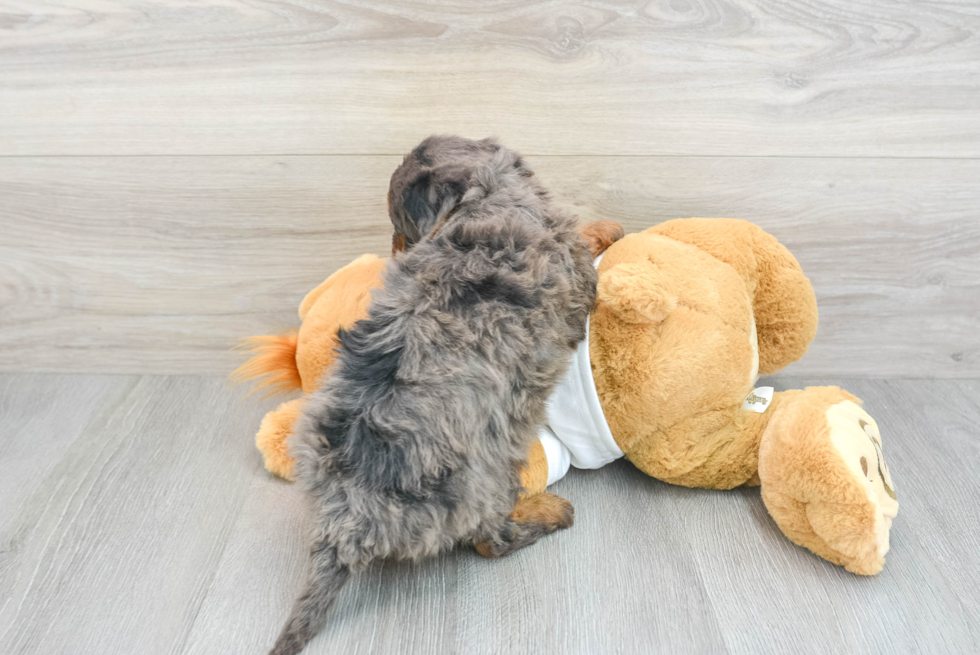 Happy Mini Bernedoodle Baby