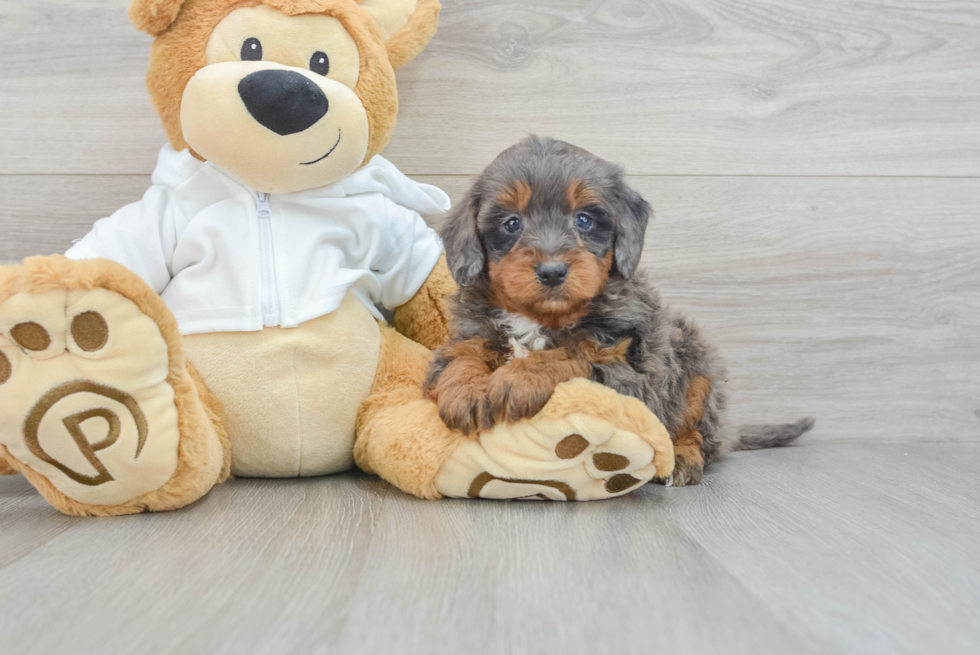 Best Mini Bernedoodle Baby