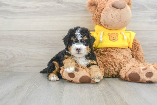 Funny Mini Bernedoodle Poodle Mix Pup