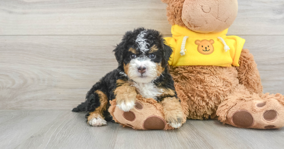 Adorable Mini Bernedoodle Leo: 3lb 15oz Doodle Puppy