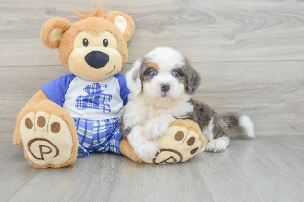 6 week old Mini Bernedoodle Puppy For Sale - Premier Pups