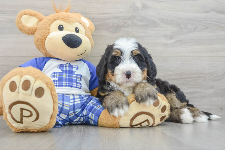 Mini Bernedoodle Puppy for Adoption