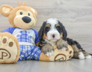 7 week old Mini Bernedoodle Puppy For Sale - Premier Pups