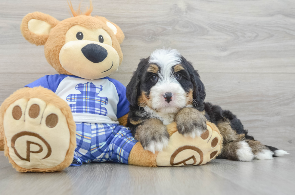 5 week old Mini Bernedoodle Puppy For Sale - Premier Pups