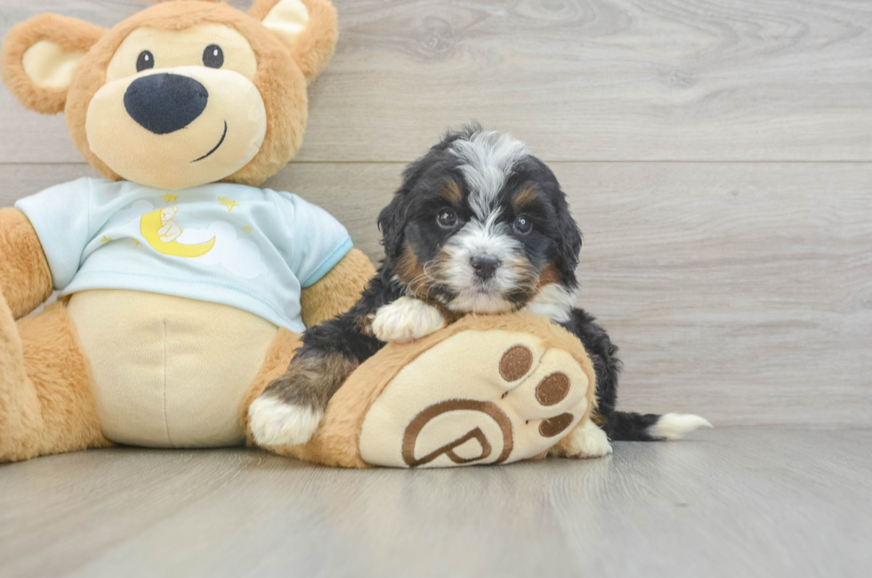 5 week old Mini Bernedoodle Puppy For Sale - Premier Pups
