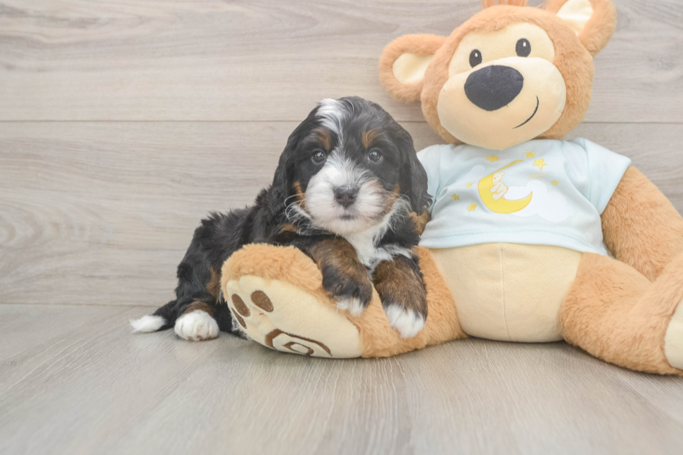 Meet Leo - our Mini Bernedoodle Puppy Photo  1/3 - Premier Pups Best Mini Bernedoodle Baby