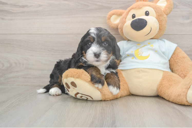 Meet Leo - our Mini Bernedoodle Puppy Photo  1/3 - Premier Pups Best Mini Bernedoodle Baby