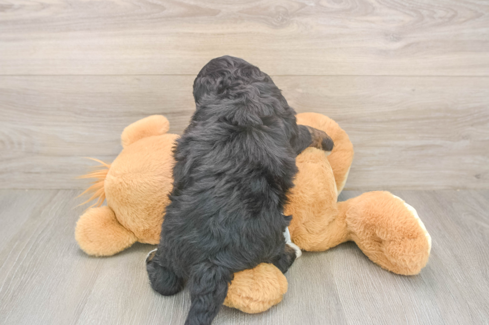 Meet Leo - our Mini Bernedoodle Puppy Photo  3/3 - Premier Pups Cute Mini Bernedoodle Baby