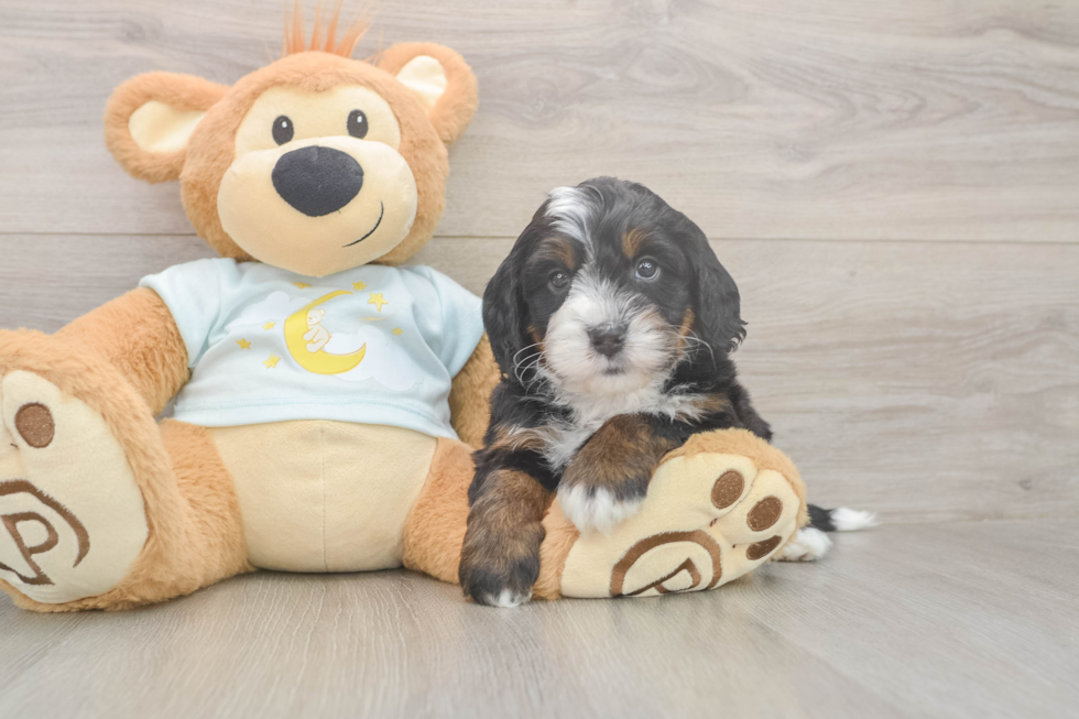Meet Leo - our Mini Bernedoodle Puppy Photo  2/3 - Premier Pups Cute Mini Bernedoodle Baby