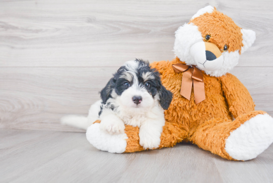 Little Mini Berniedoodle Poodle Mix Puppy