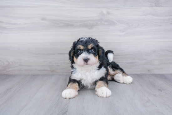 Mini Bernedoodle Pup Being Cute