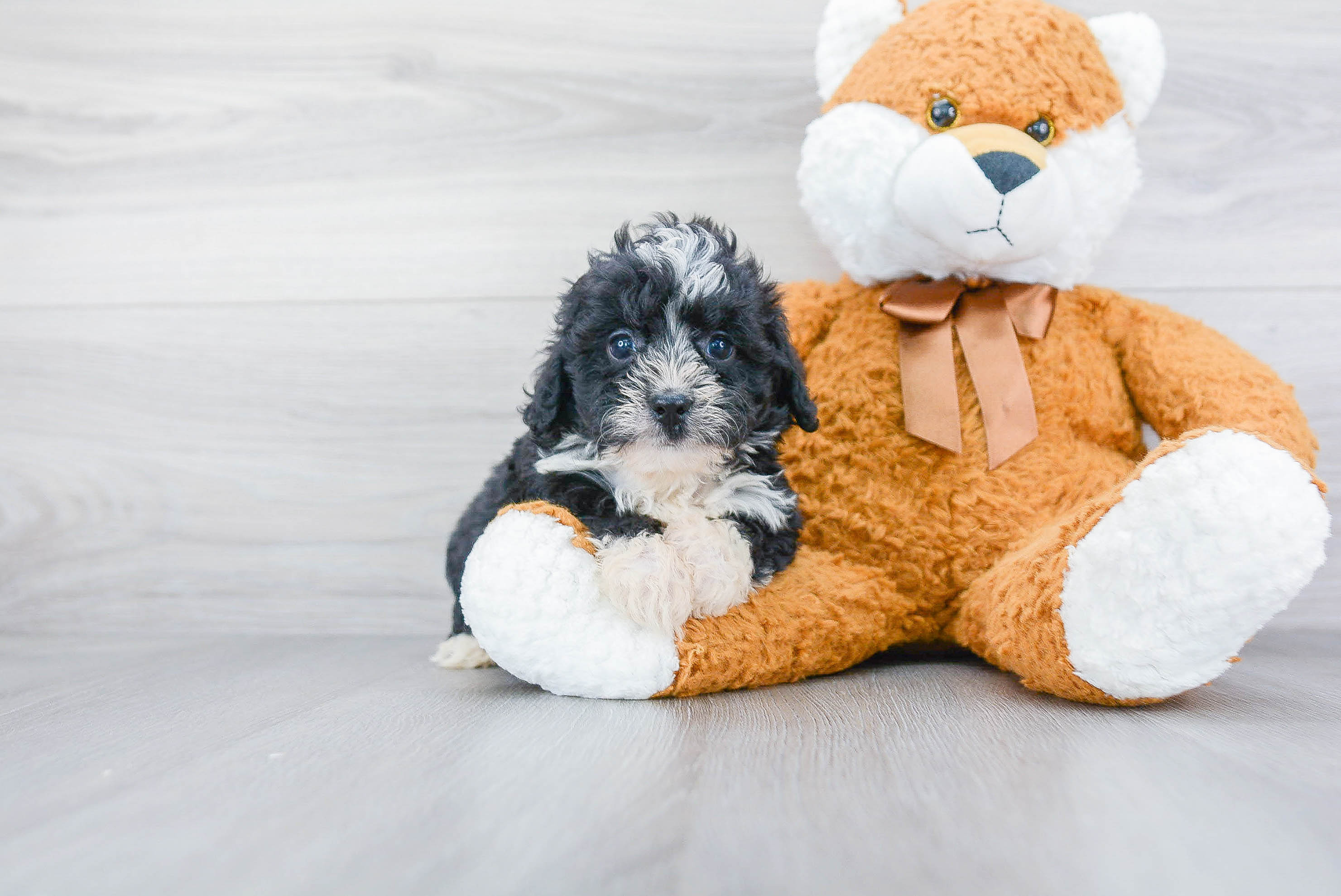 Mini Bernedoodle Puppy for Adoption