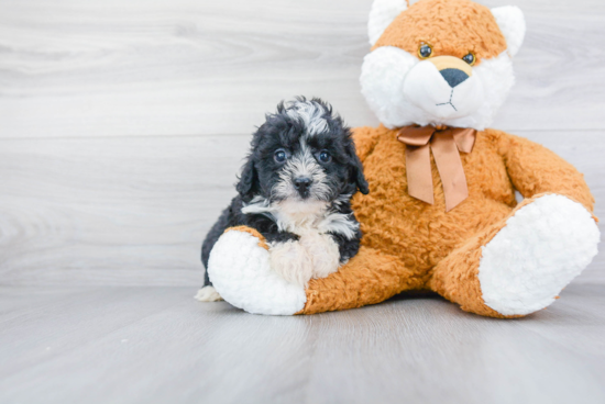 Mini Bernedoodle Puppy for Adoption