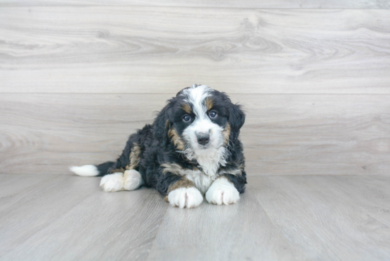 Best Mini Bernedoodle Baby