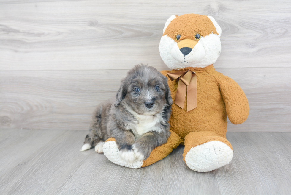 Little Bernadoodle Poodle Mix Puppy