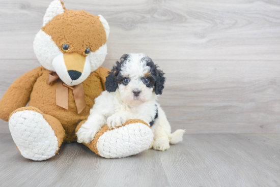 Mini Bernedoodle Puppy for Adoption