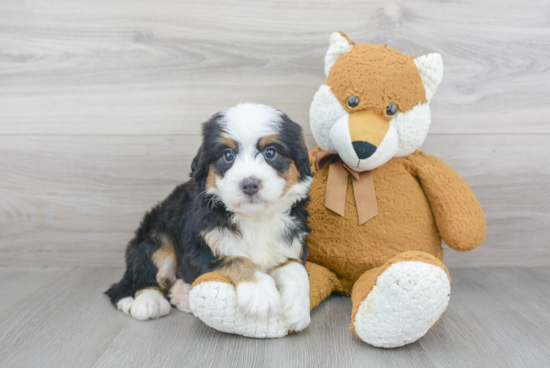 Mini Bernedoodle Pup Being Cute