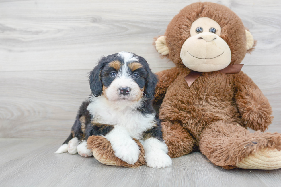 Hypoallergenic Bernadoodle Poodle Mix Puppy