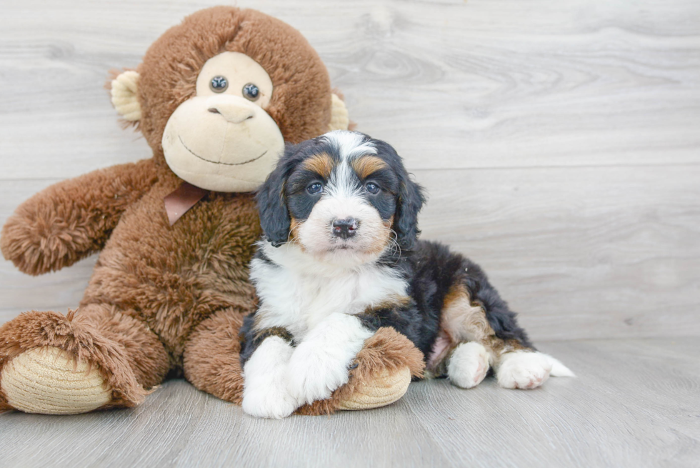 Mini Bernedoodle Puppy for Adoption