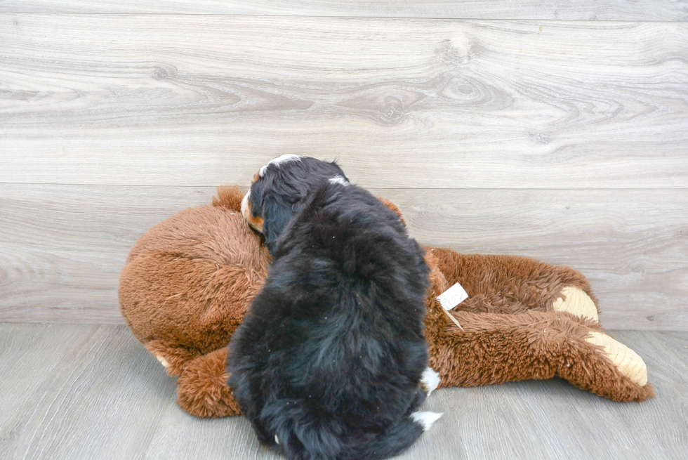 Funny Mini Bernedoodle Poodle Mix Pup