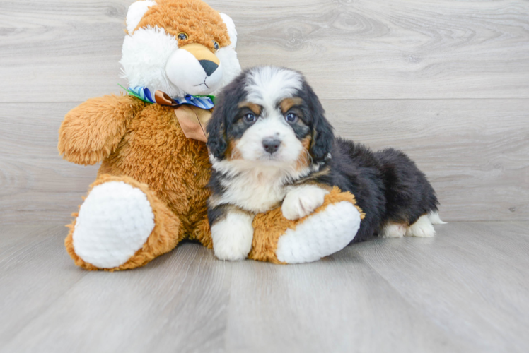 Friendly Mini Bernedoodle Baby