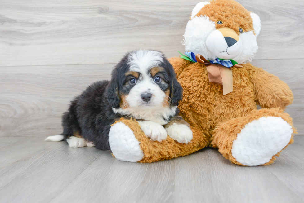 Mini Bernedoodle Puppy for Adoption