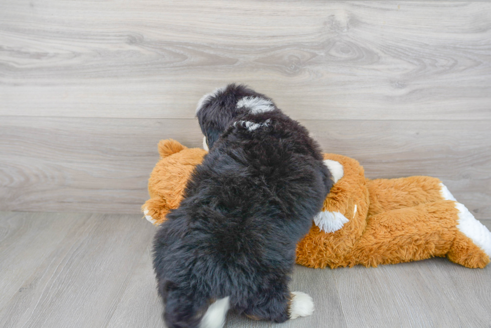 Small Mini Bernedoodle Baby