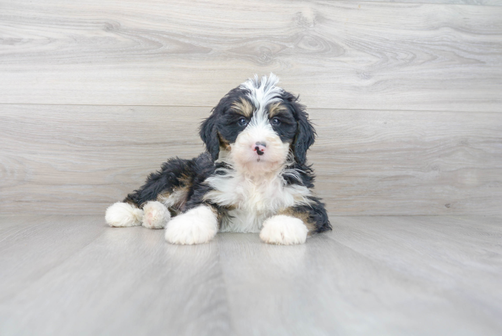 Mini Bernedoodle Pup Being Cute