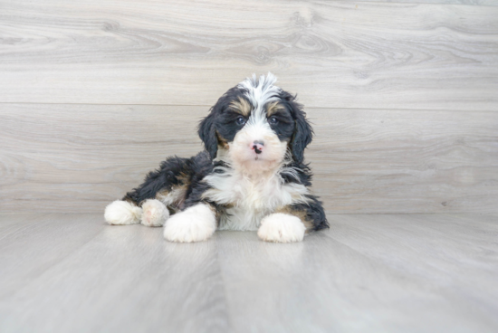 Mini Bernedoodle Pup Being Cute